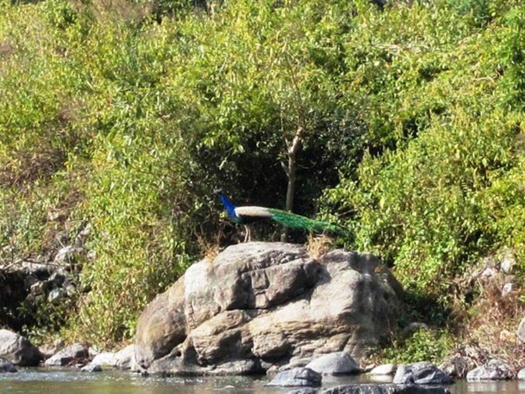 Elephant Brook Resort Rishīkesh 외부 사진